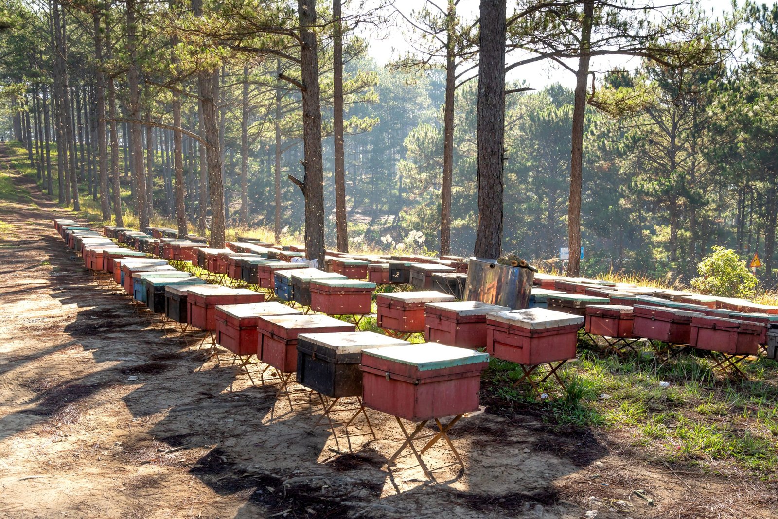 What Makes Veda Stem Forest Honey Special