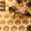 The Complete Story of a Honey Bee