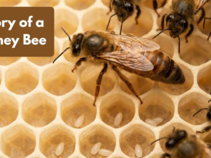 The Complete Story of a Honey Bee